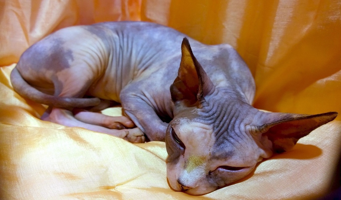 Szfinx macska: macskaeledel és fajta portré